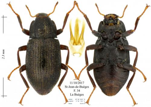 Réf. 193 260 : Limnius intermedius